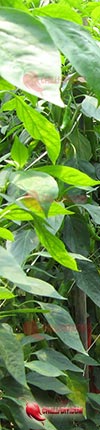Chilipflanzen Info Banner Chilidatenbank