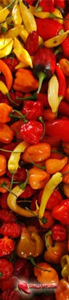 Chilifrüchte Info Bild in der Chilidatenbank
