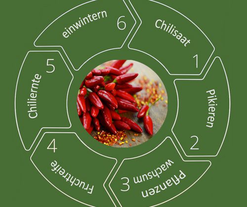 Chilianpflanzen Zeitplan – So klappt der Chilianbau garantiert